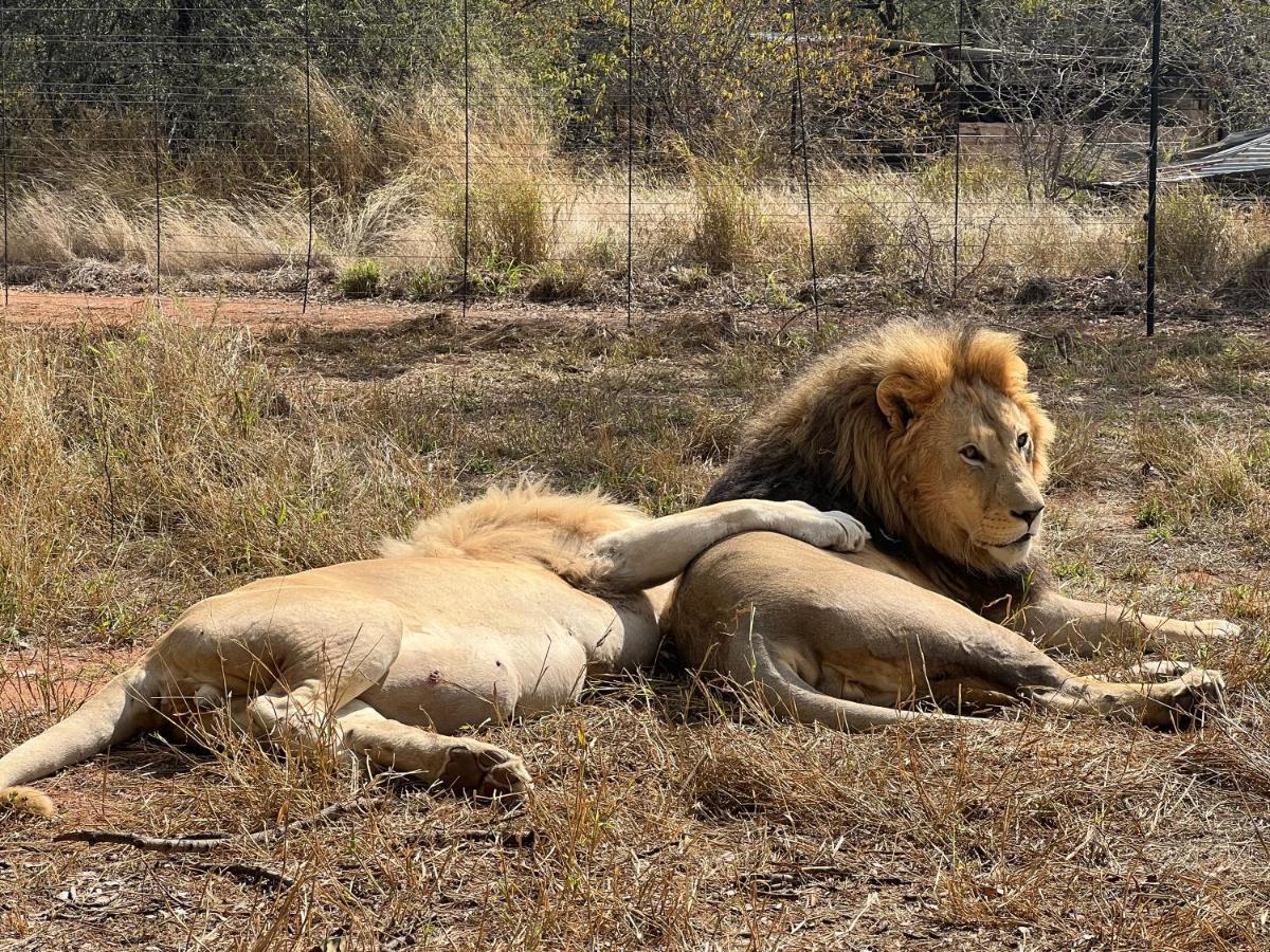 Simba Safaris African Pride Exotic Lodge Lephalale エクステリア 写真