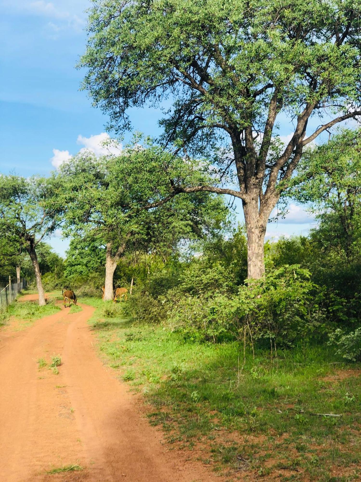 Simba Safaris African Pride Exotic Lodge Lephalale エクステリア 写真