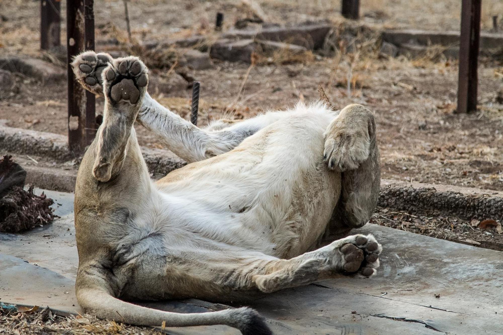 Simba Safaris African Pride Exotic Lodge Lephalale エクステリア 写真