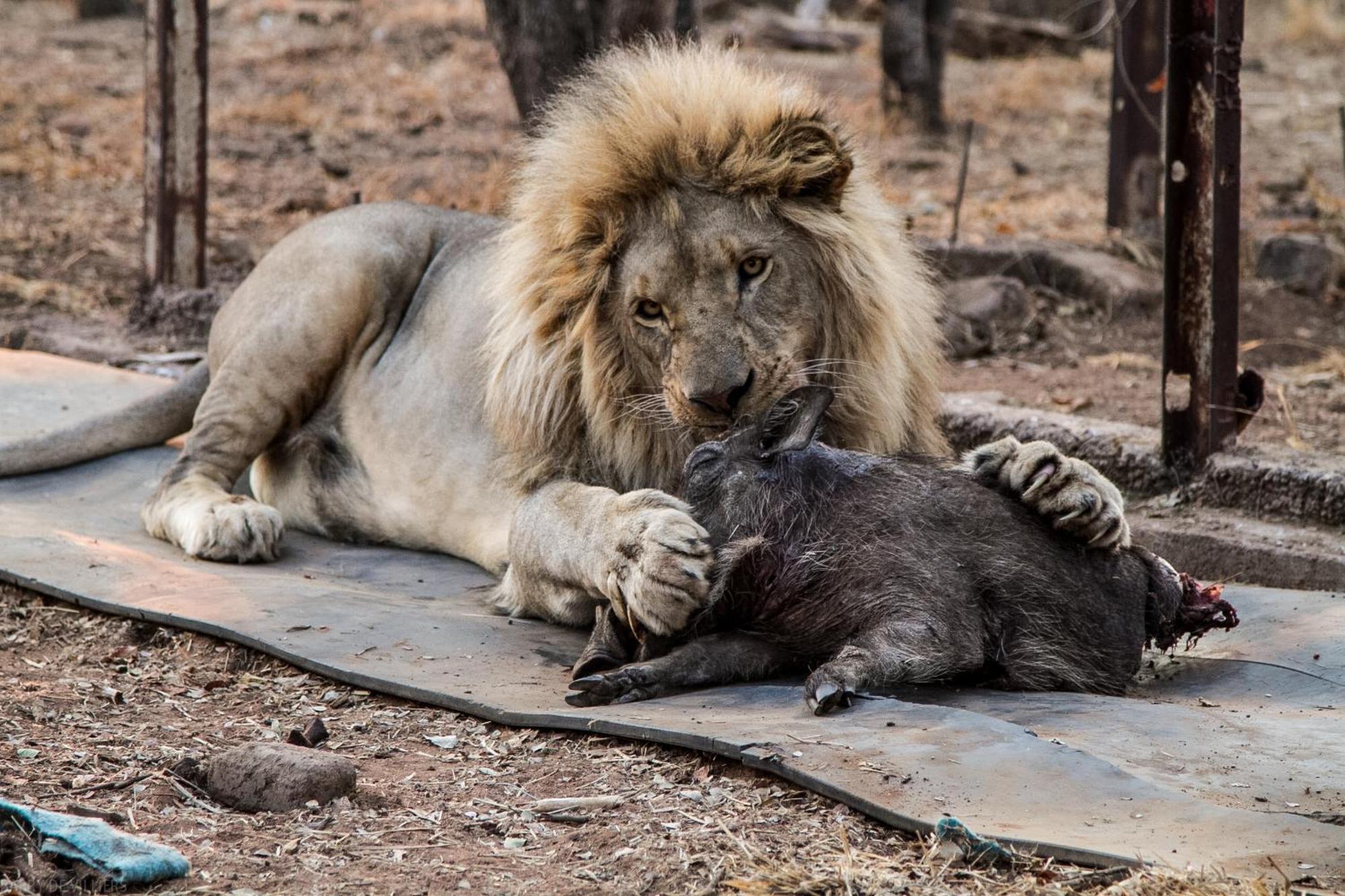 Simba Safaris African Pride Exotic Lodge Lephalale エクステリア 写真
