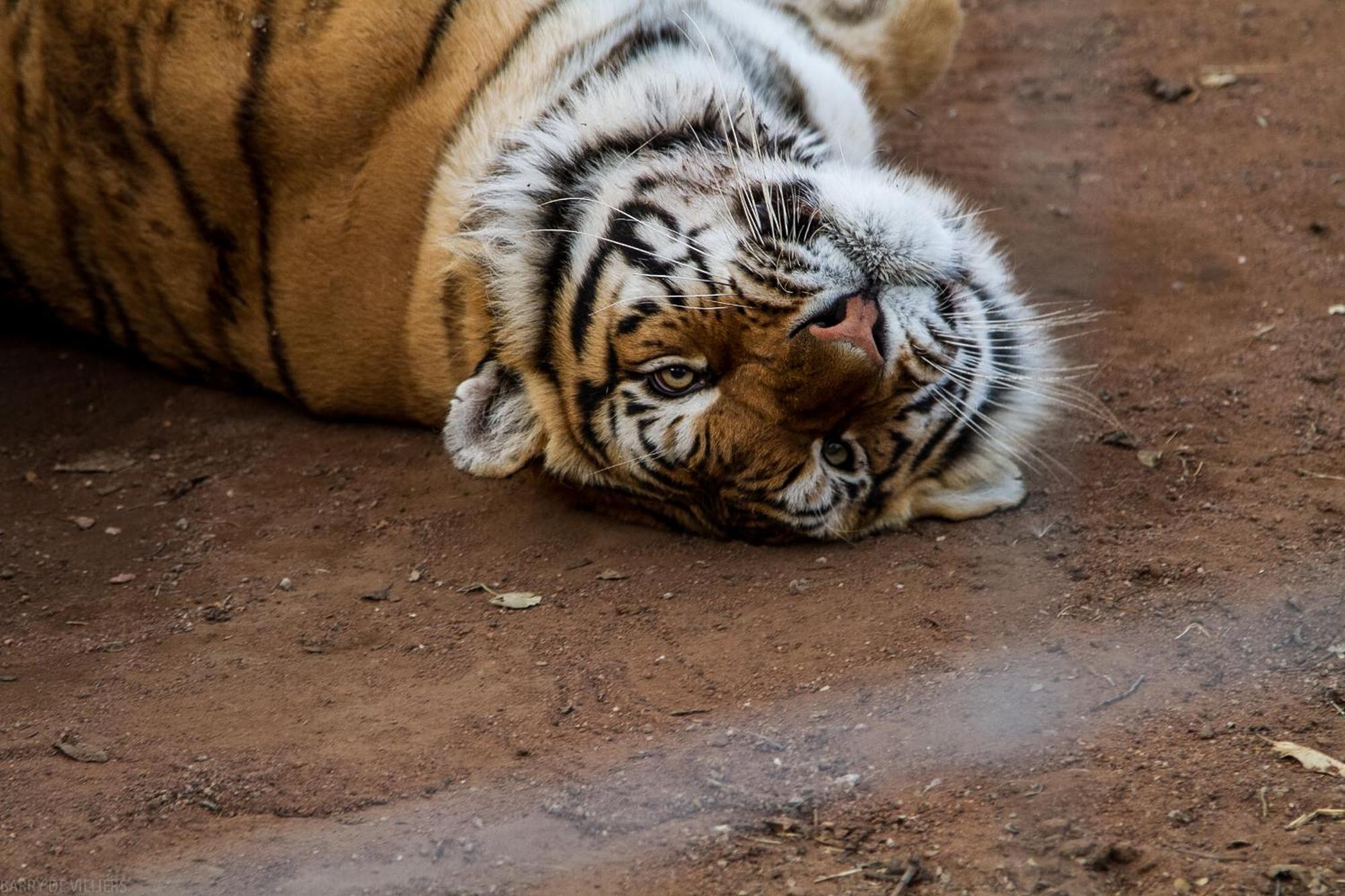 Simba Safaris African Pride Exotic Lodge Lephalale エクステリア 写真