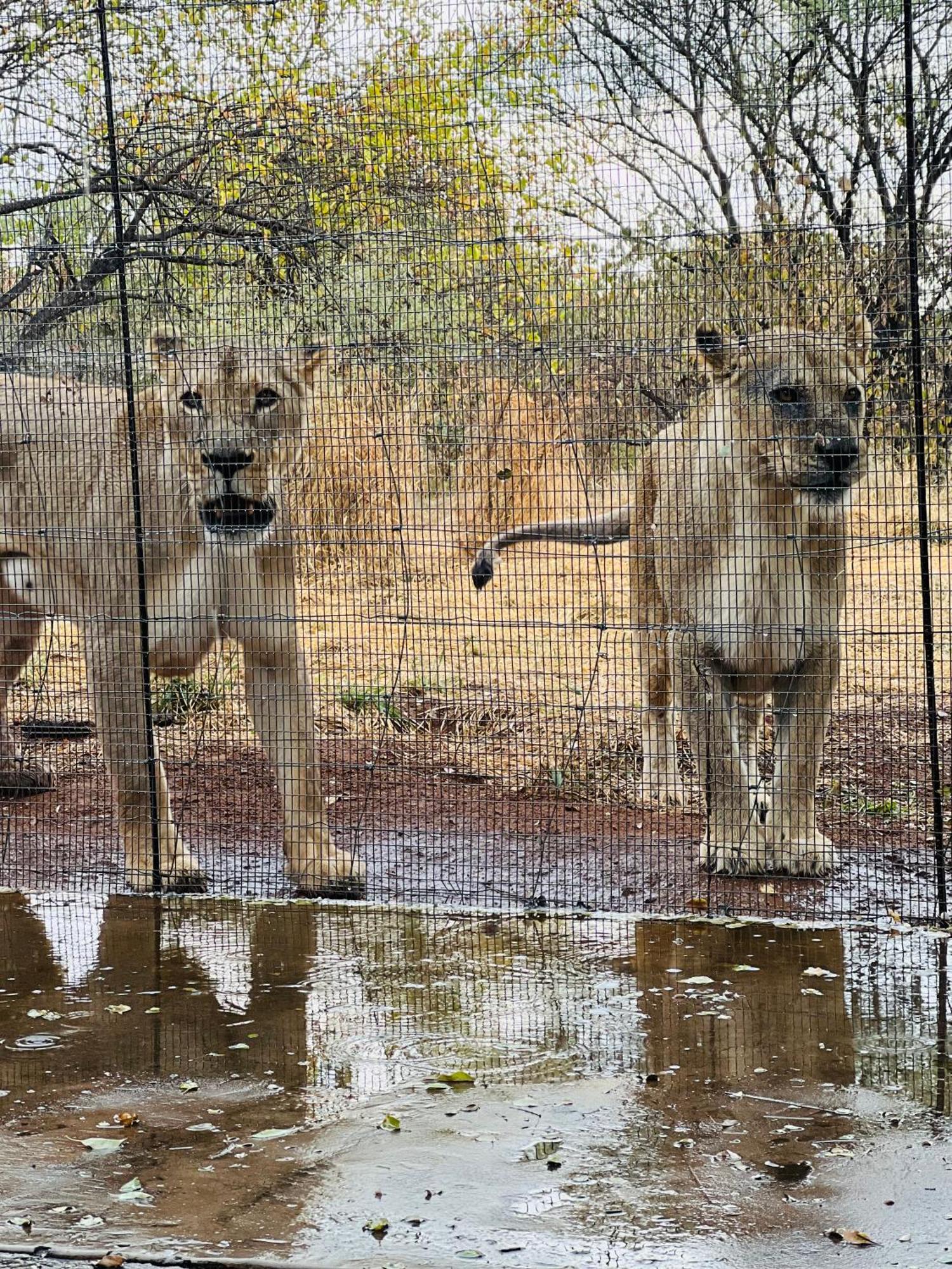 Simba Safaris African Pride Exotic Lodge Lephalale エクステリア 写真
