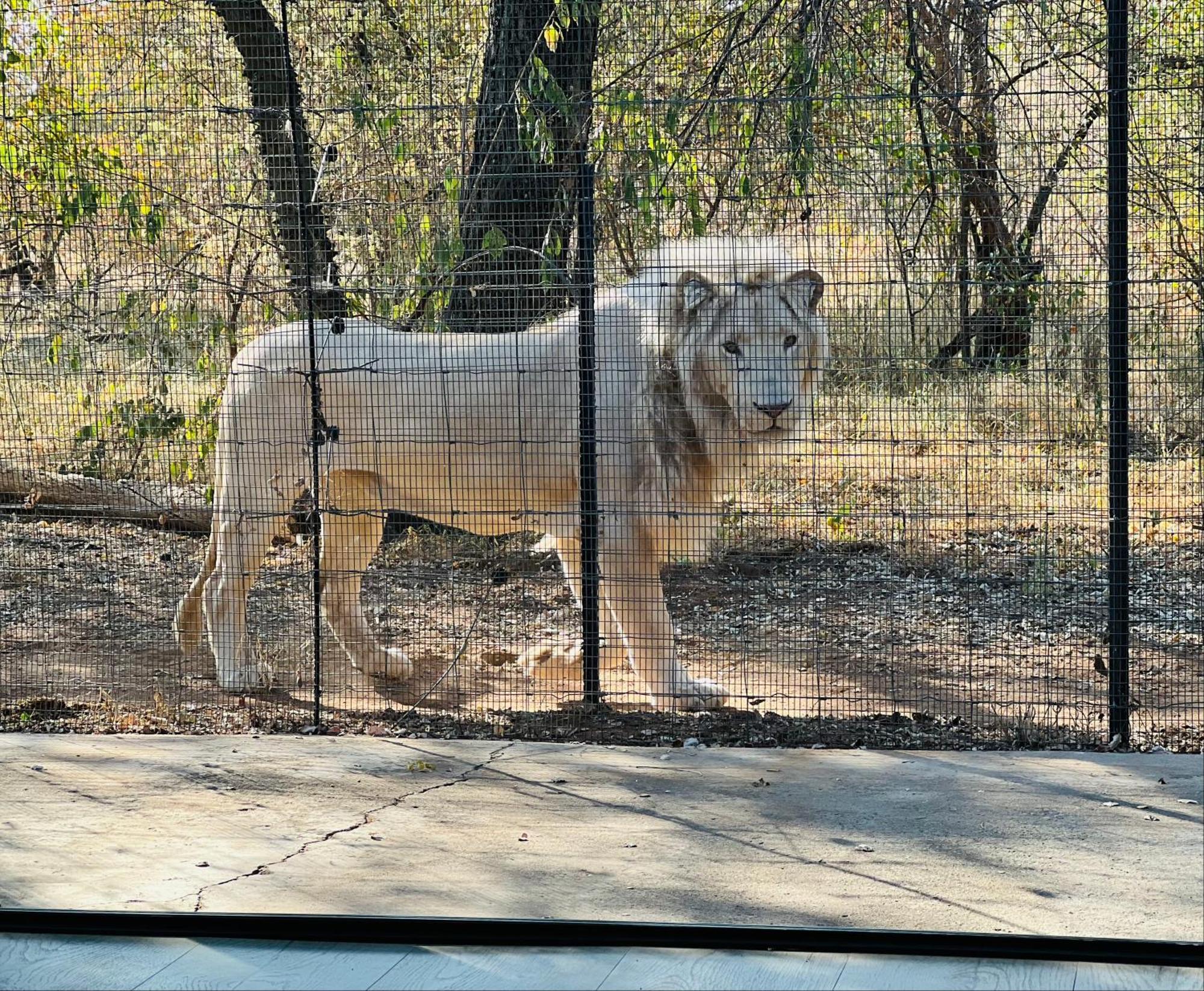 Simba Safaris African Pride Exotic Lodge Lephalale エクステリア 写真