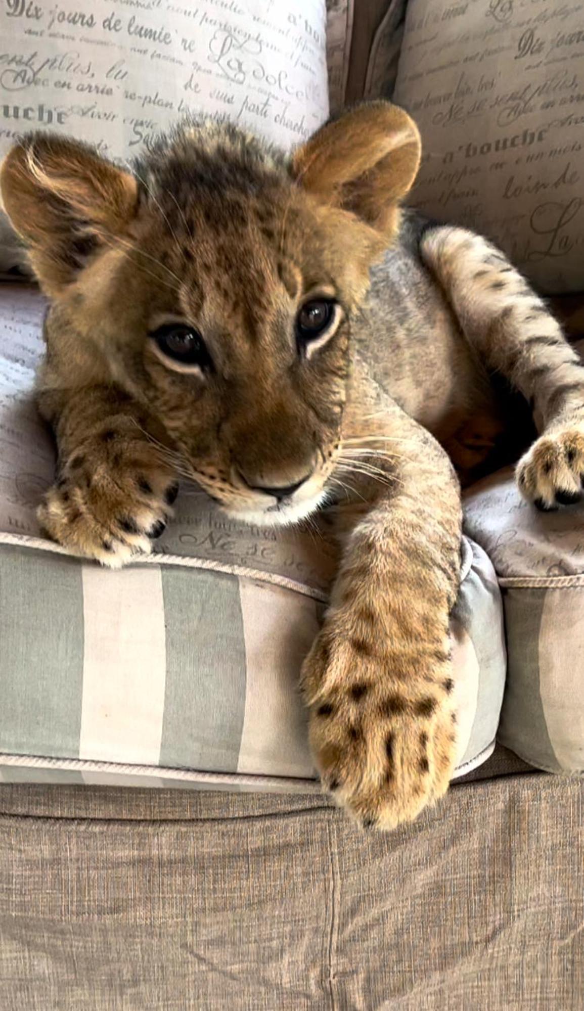 Simba Safaris African Pride Exotic Lodge Lephalale エクステリア 写真