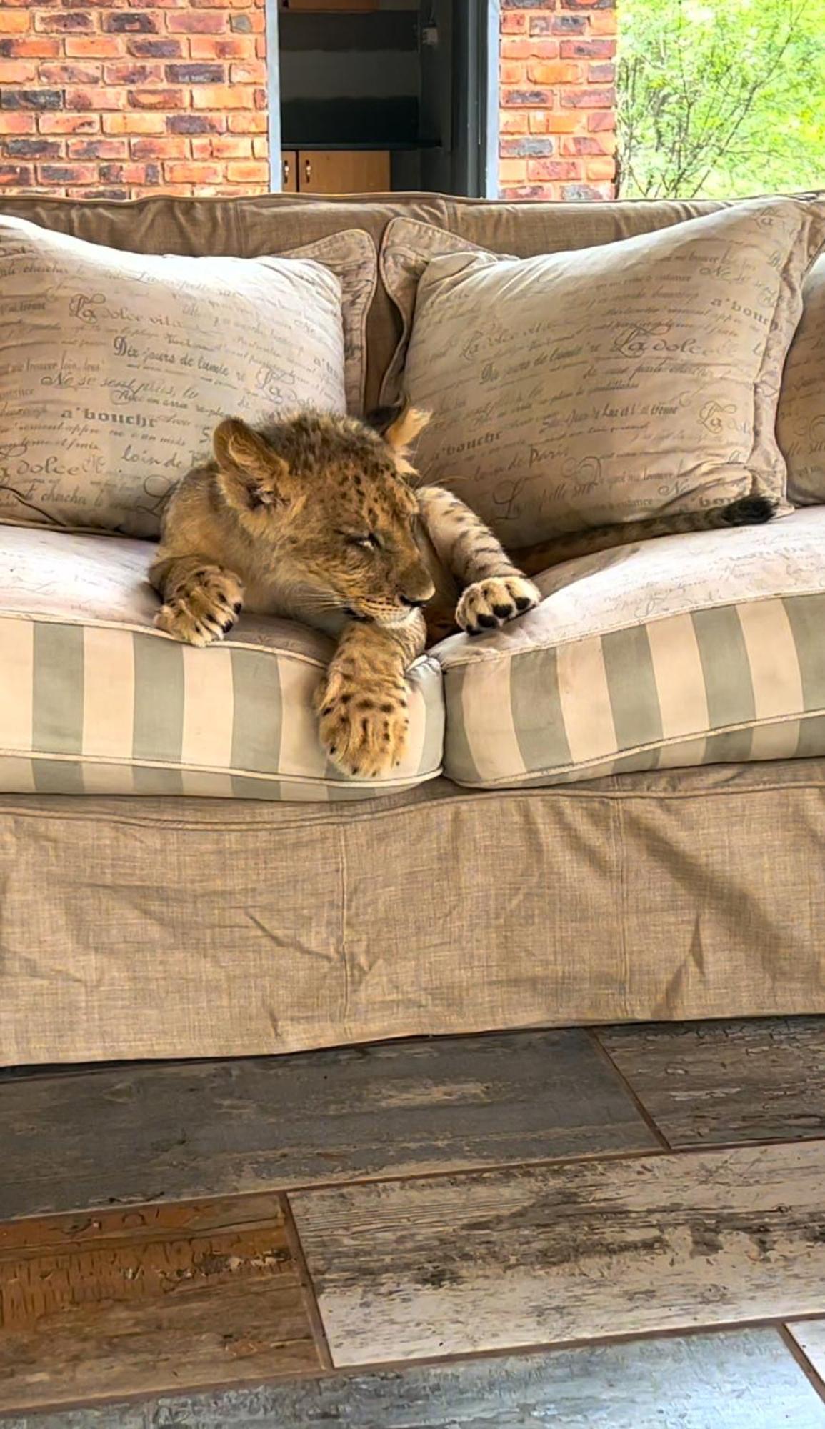 Simba Safaris African Pride Exotic Lodge Lephalale エクステリア 写真