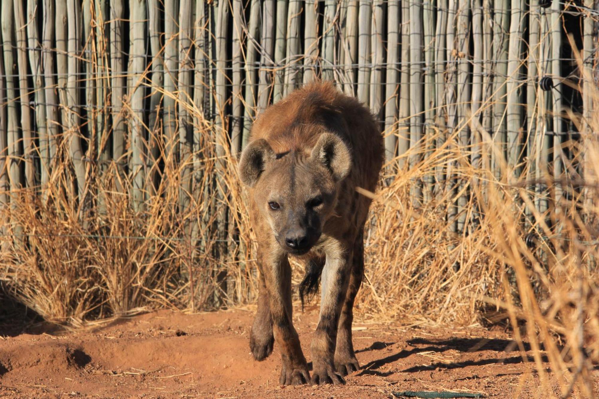 Simba Safaris African Pride Exotic Lodge Lephalale エクステリア 写真
