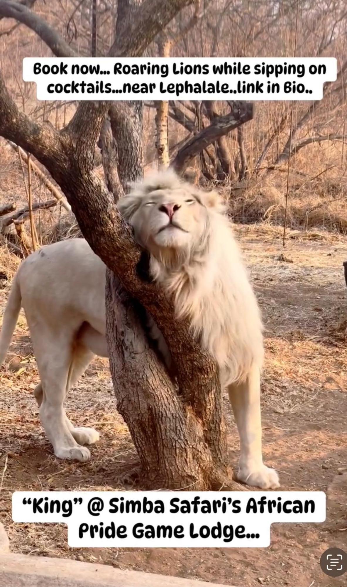 Simba Safaris African Pride Exotic Lodge Lephalale エクステリア 写真