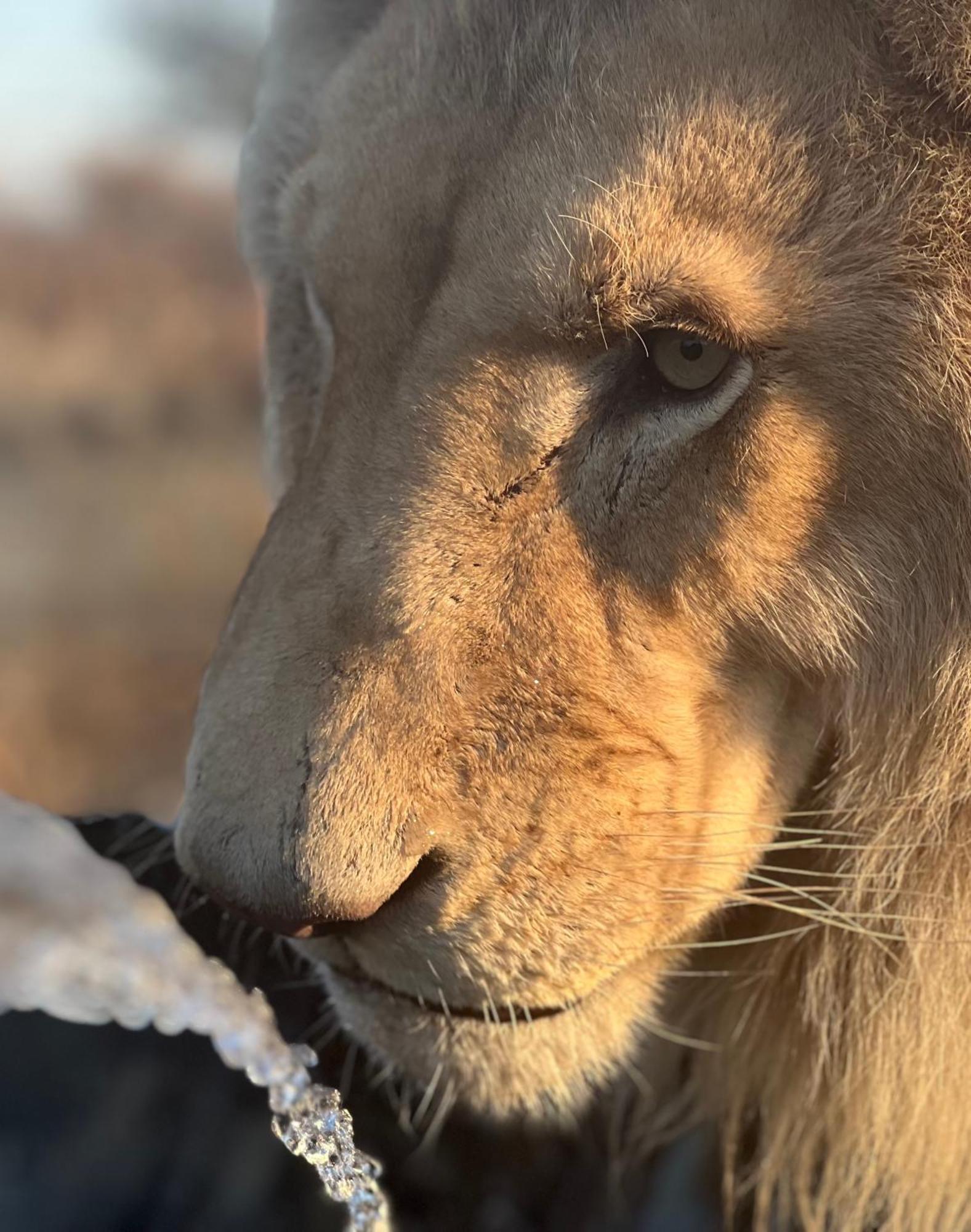 Simba Safaris African Pride Exotic Lodge Lephalale エクステリア 写真