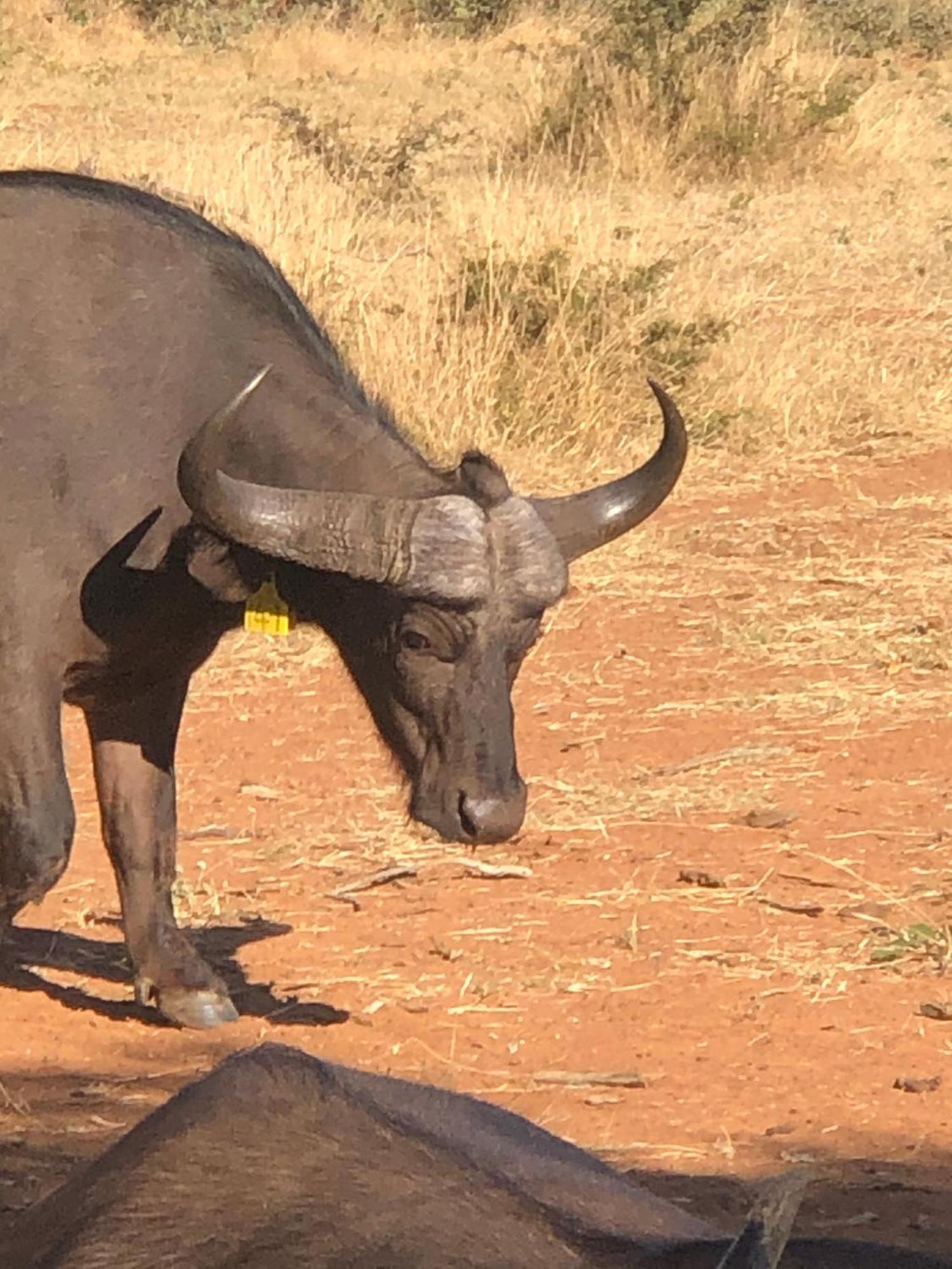 Simba Safaris African Pride Exotic Lodge Lephalale エクステリア 写真