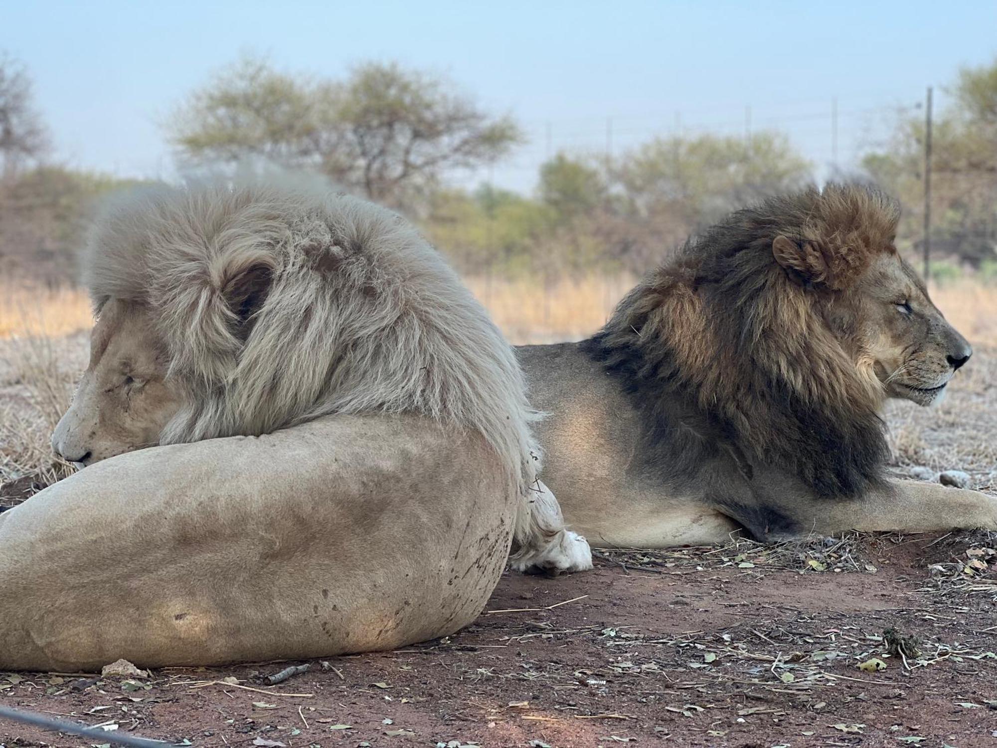 Simba Safaris African Pride Exotic Lodge Lephalale エクステリア 写真