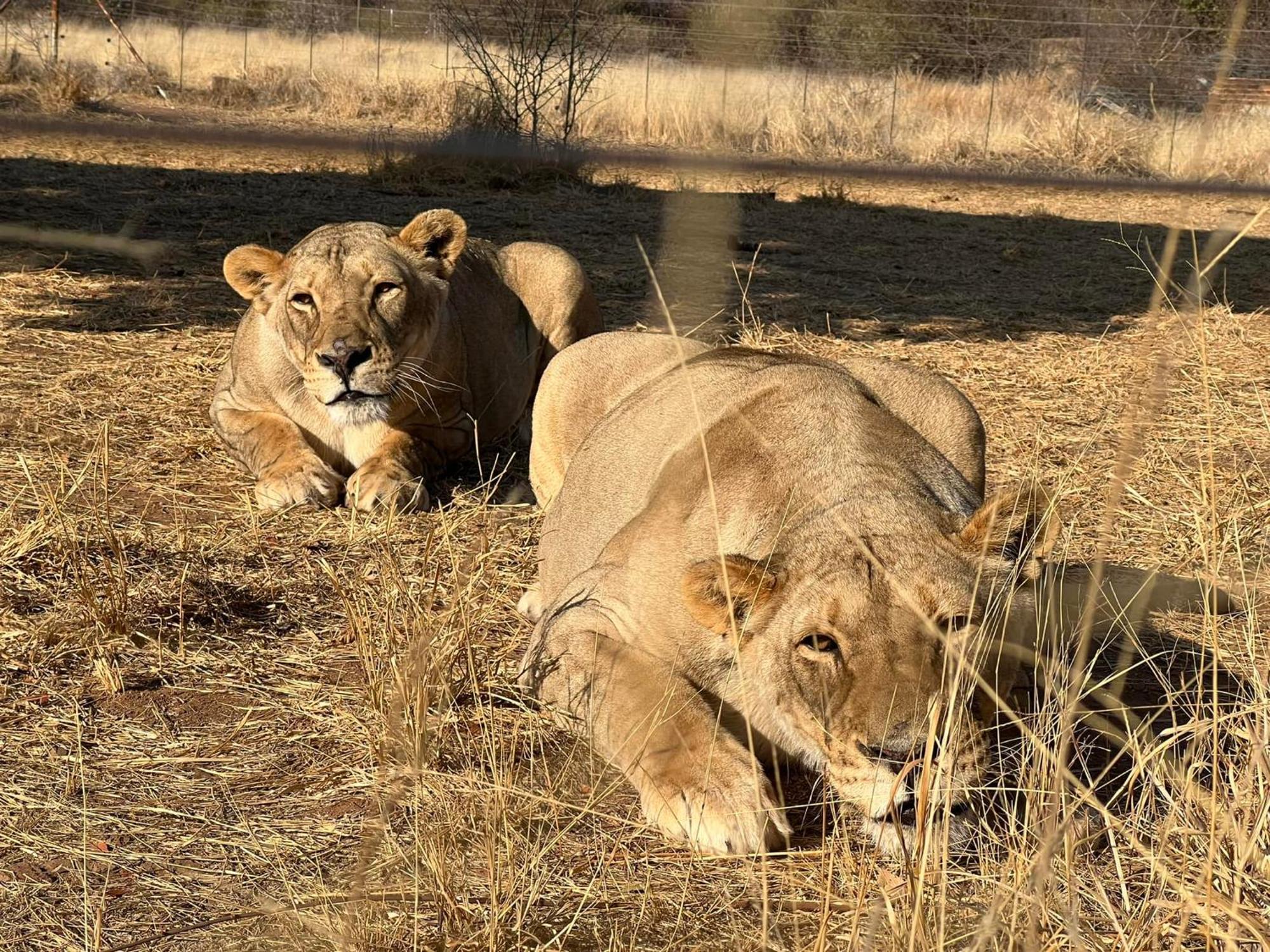 Simba Safaris African Pride Exotic Lodge Lephalale エクステリア 写真